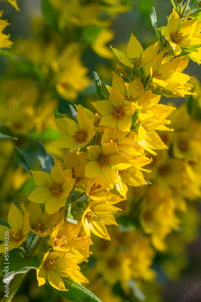 Obraz premium Blossom yellow dotted loosestrife flower on a green background on a summer sunny day macro photography. Circle flower with yellow petals in summer, close-up photography.