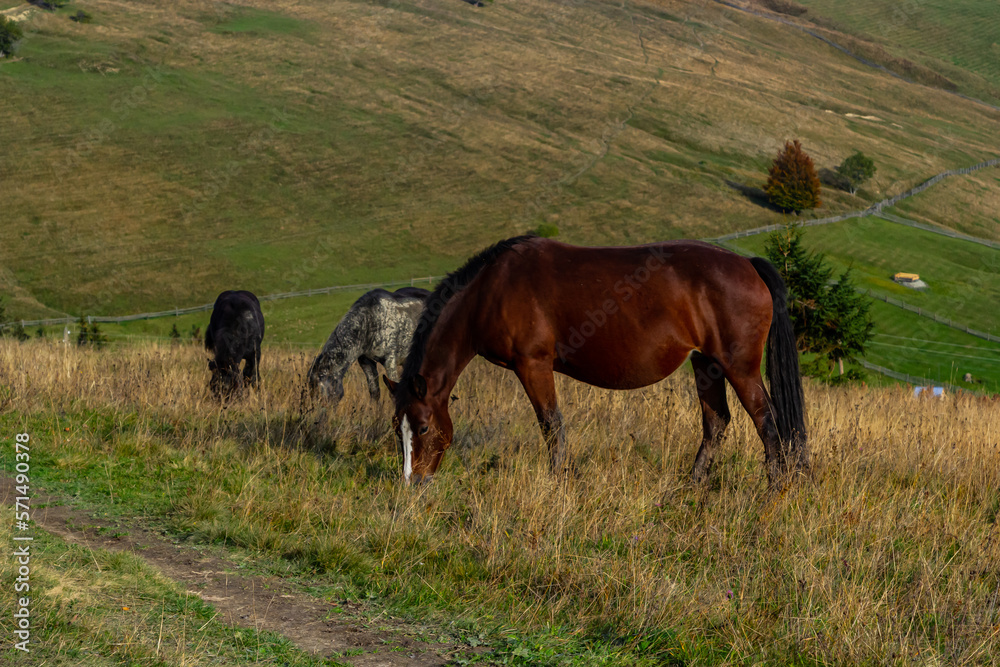 Horses graze near the mountain in the pasture in the autumn Horses graze near the mountain in the pasture in the autumn