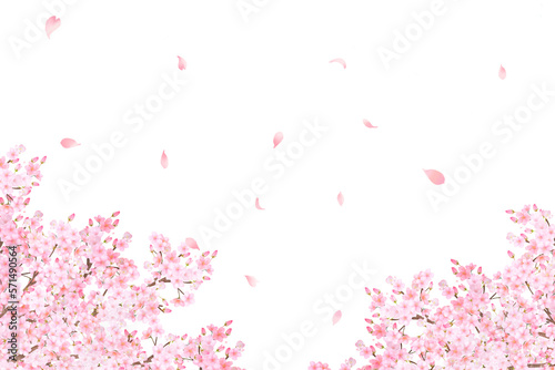 美しく華やかな花びら舞い散る春の桜の白バックフレーム背景素材