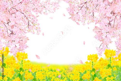 菜の花と美しく華やかな花びら舞い散る春の桜の白バックフレーム背景素材