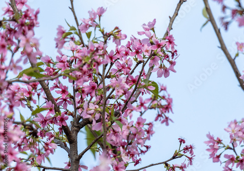 Cherry blossoms in HKIA Cherry Blossom Garden at spring in Tung Chung  Hong Kong 