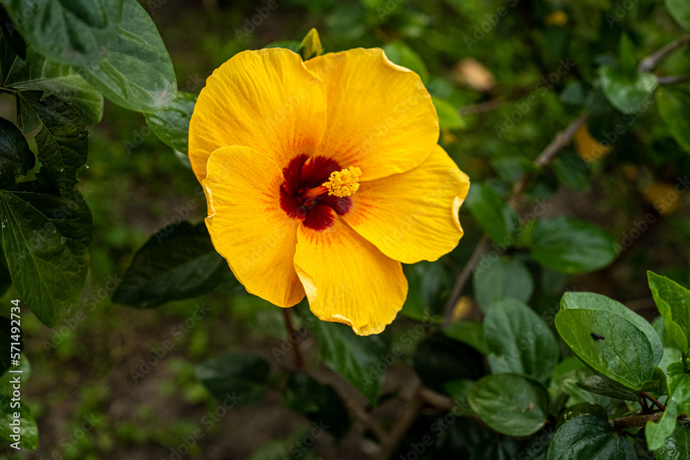 red and yellow flowers red and yellow flowers