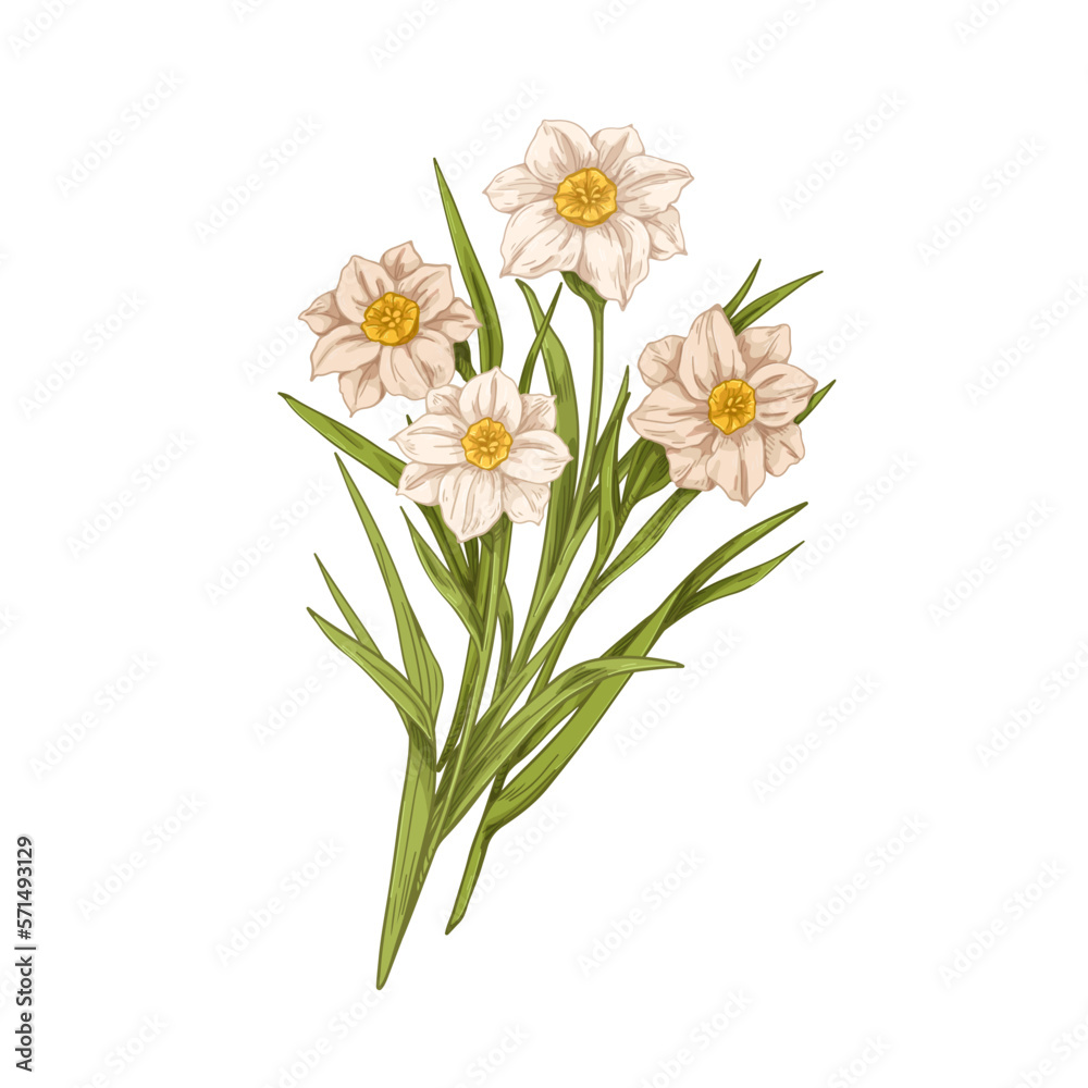 Blossomed daffodils. Delicate blooms, blossomed narcissus bouquet, spring floral bunch. Gentle floral plants drawing. Realistic botany hand-drawn vector illustration isolated on white background - obrazy, fototapety, plakaty 