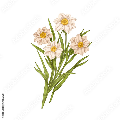 Fototapeta Naklejka Na Ścianę i Meble -  Blossomed daffodils. Delicate blooms, blossomed narcissus bouquet, spring floral bunch. Gentle floral plants drawing. Realistic botany hand-drawn vector illustration isolated on white background