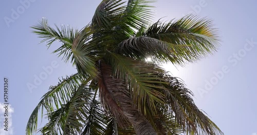Looking up at sun star flashing through the fronds of blowing palm tree