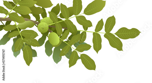 Tree branch Walnut with ripe fruits. Garden plant with edible harvest. Isolated on white background. Branch with foliage and leaves. Vector