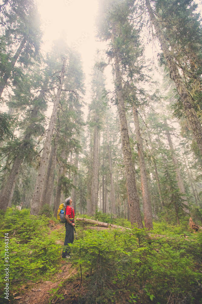 Hiker looks up at stunning forest in awe. Hiker looks up at stunning forest in awe.