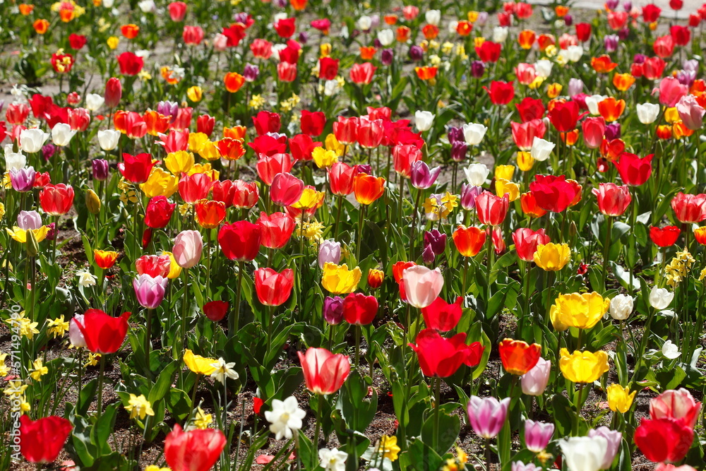 Bunt blühendeTulpen,  (Tulipa), Blumenbeet, Deutschland