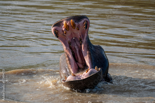Hippopotamus with head upside down showing his large incisors.