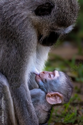 Obraz na plátně Verver monkey infant sleeping while suckling