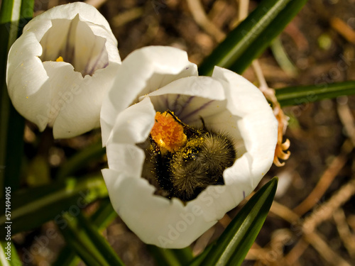 Bumblebee feeding in crocus flower