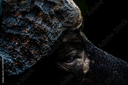 Low key close up profile of a buffalo boss
