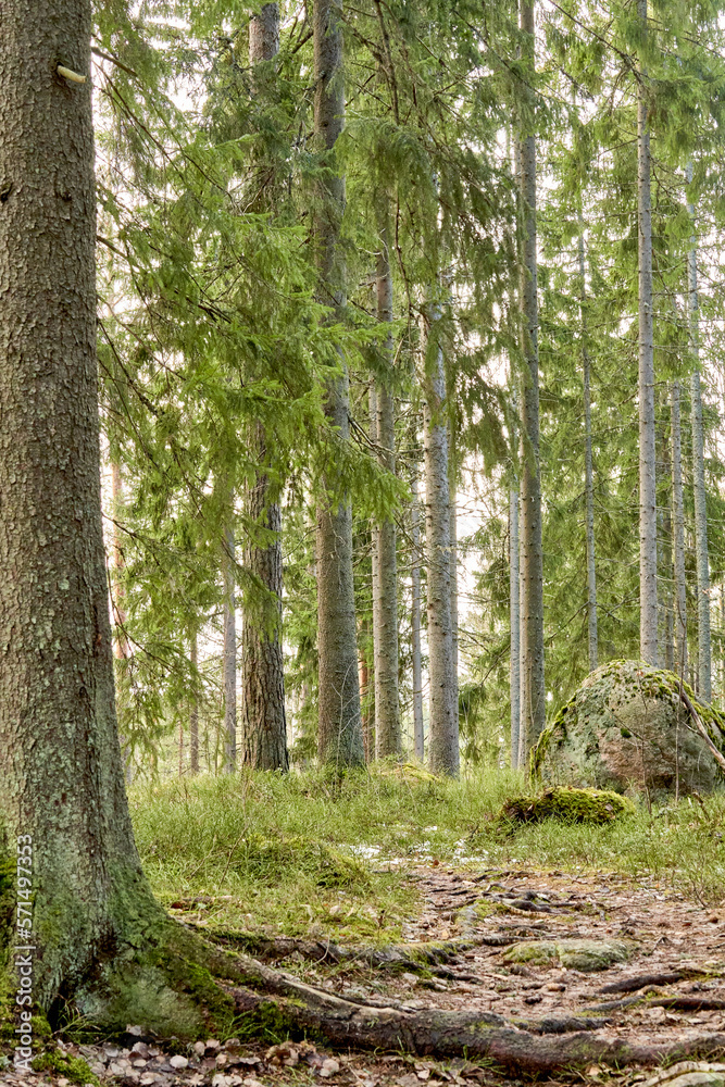 Fototapeta premium trees in the woods