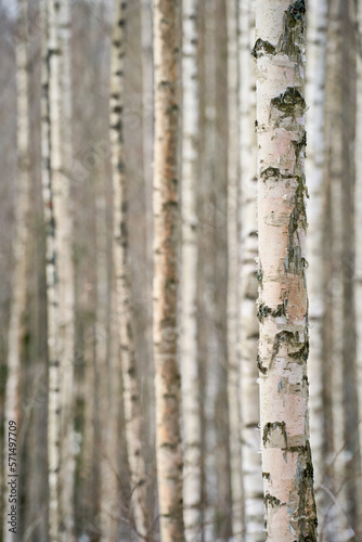 birch trunks in forest