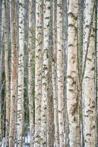 birch trees in the woods