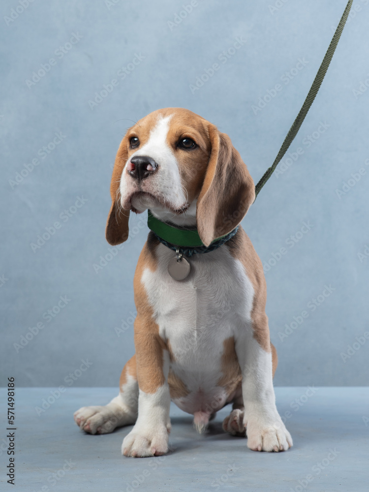 portrait of beagle with collar and leash. Puppy studio shot. Pet on a blue background 
