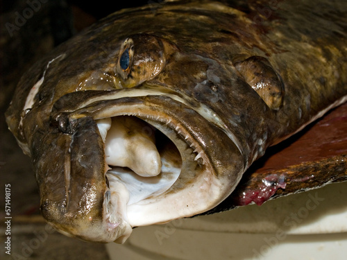 Atlantic halibut fish head - close up