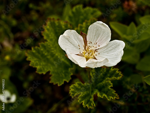 White cloudberry flower close-up
