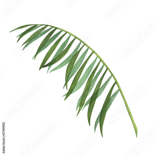 Tropic palm leaf watercolor isolated on white background. Watercolor hand drawn botanical llustration for design