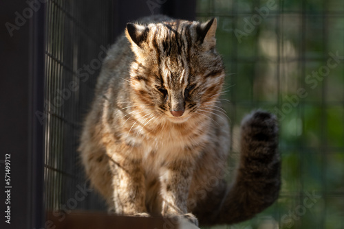 眠そうなツシマヤマネコ