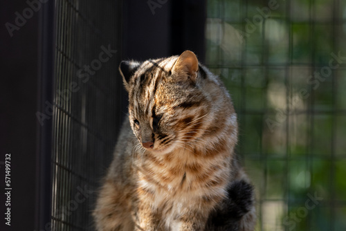 眠そうなツシマヤマネコ photo