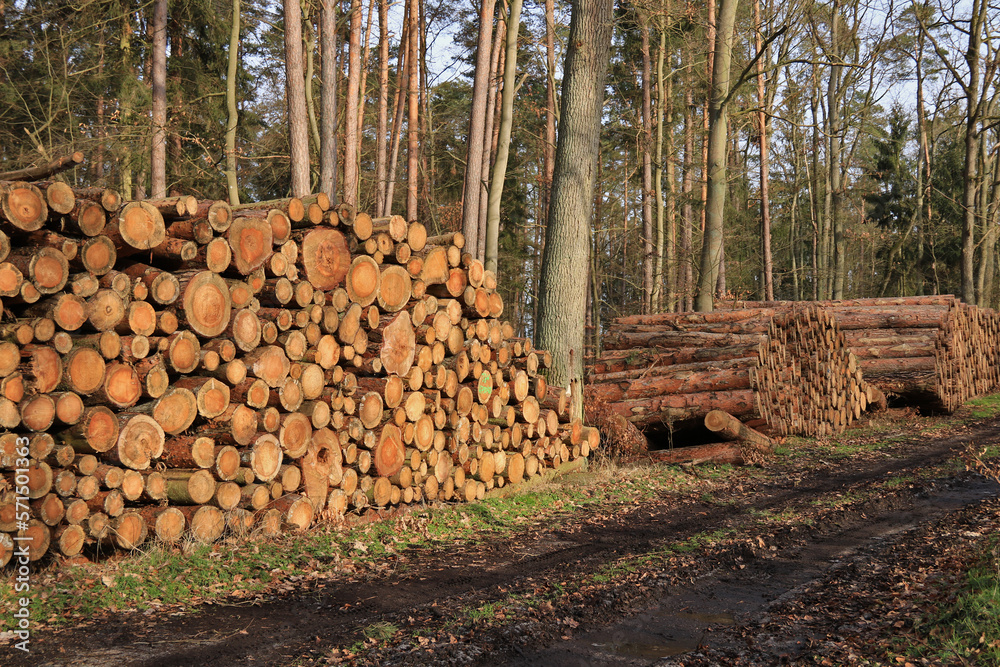 viel Stammholz Buche liegt am Waldweg