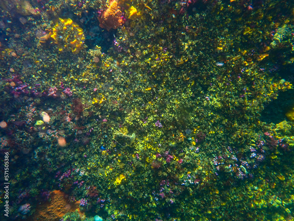 Spot the crayfish. Spot the crayfish.
