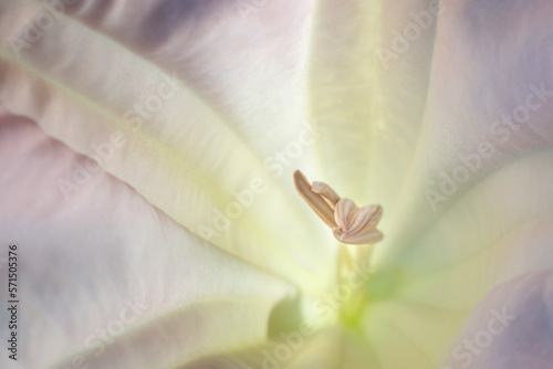 Close-up image of stamens of a purple Morning Glory flower.