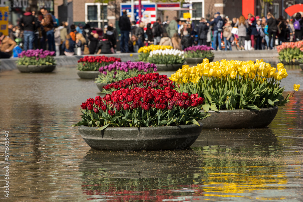 Colorful tulips flowres in the pond in front of the Rijksmuseum in Amsterdam. Netherlands Colorful tulips flowres in the pond in front of the Rijksmuseum in Amsterdam. Netherlands