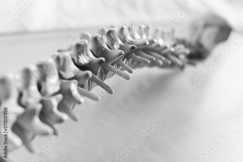 curvature of a human spine