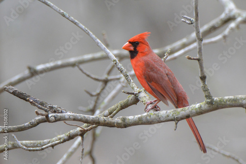 Red Male Cardinal On Branch © Cavan