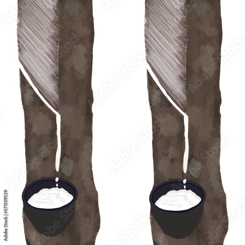 Natural rubber tree plant growth. Caoutchouc seringueira. Hevea brasiliensis. The milky latex extracted.