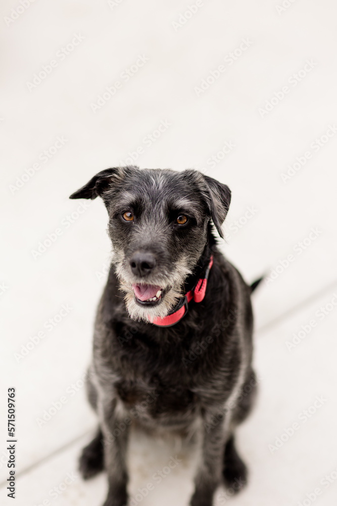 Portrait of Black Terrier Mix Dog in San Diego Portrait of Black Terrier Mix Dog in San Diego