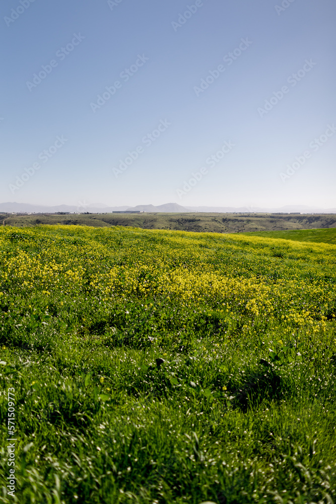 Wide Shot of Field of Wildflowers in San Diego