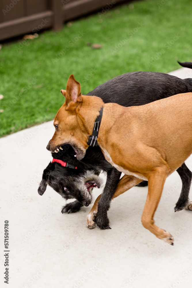 Close Up of Two Dogs Wrestling in Yard in San Diego