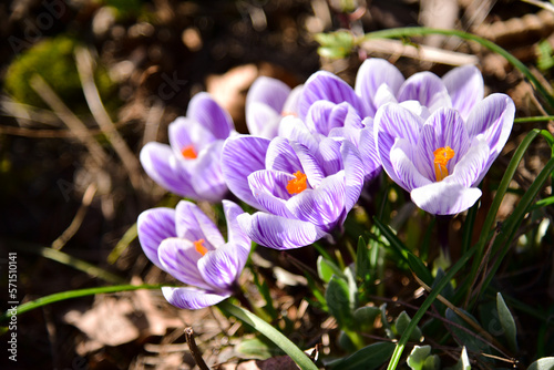 crocuses growing in the natural environment