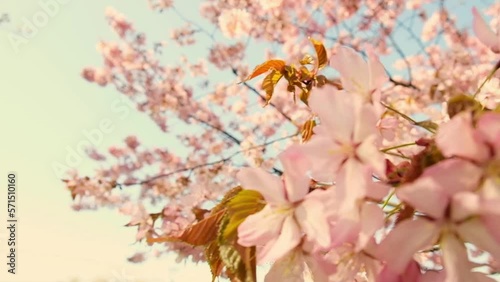 6.	Slow motion of honey bees pollinating pink cherry blossoms in full bloom. Swaying in the wind blue sky japan. Spring cherry blossoms in full bloom. Beautiful nature scene blooming Apricot blossomin photo