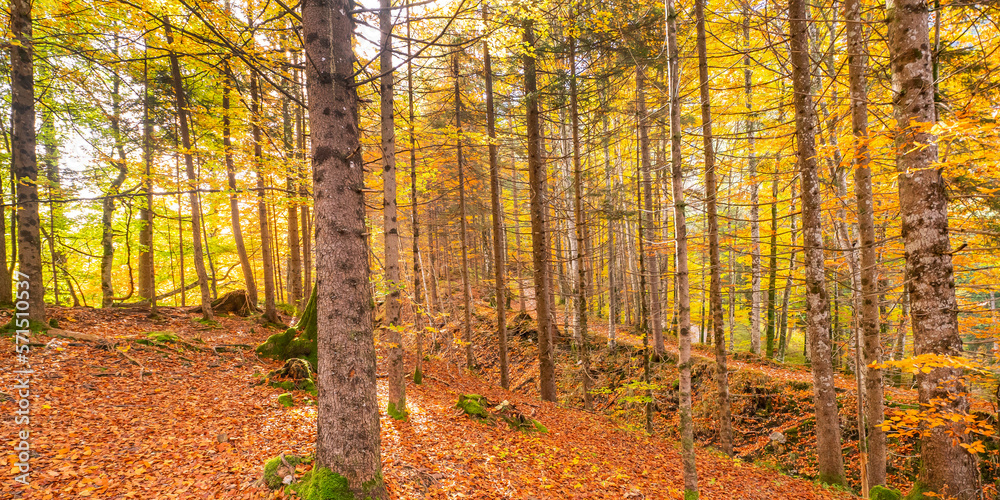 Obraz premium Autumn Mixed Forest, Bavarian Alps, Hohenschwangau, Füssen, Ostallgäu, Bavaria, Germany, Europe