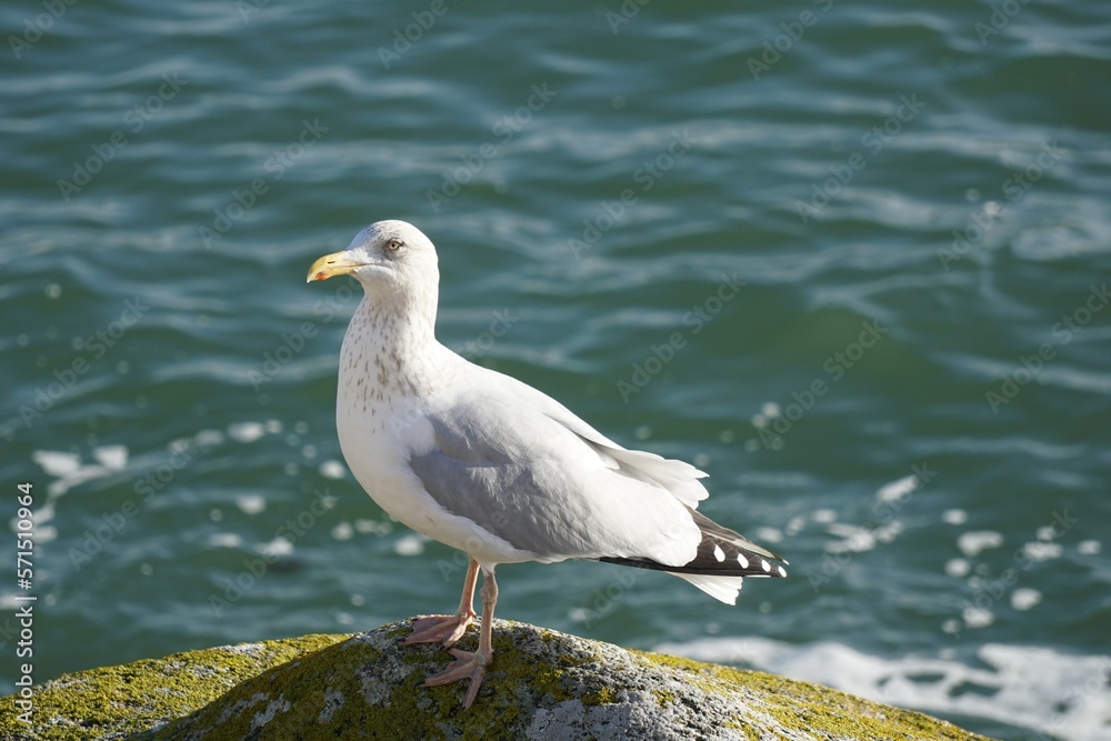 Oiseau de mer 