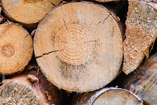Zbliżenie na przekrój poprzeczny kawałka drewna opałowego ukkazyjacy strukturę słojów drewna