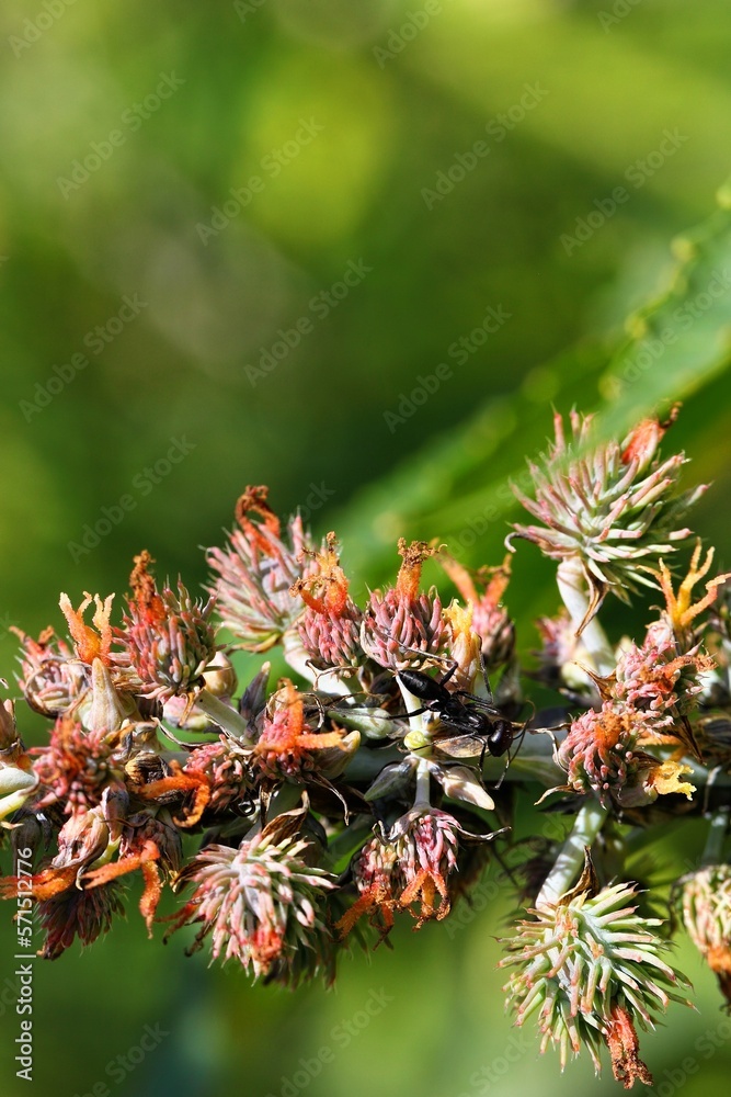 Large black ant (Carpenter ant. Camponotus vagus) on the flowering plant of Ricinus, Ricinus communis in a wild Large black ant (Carpenter ant. Camponotus vagus) on the flowering plant of Ricinus, Ricinus communis in a wild