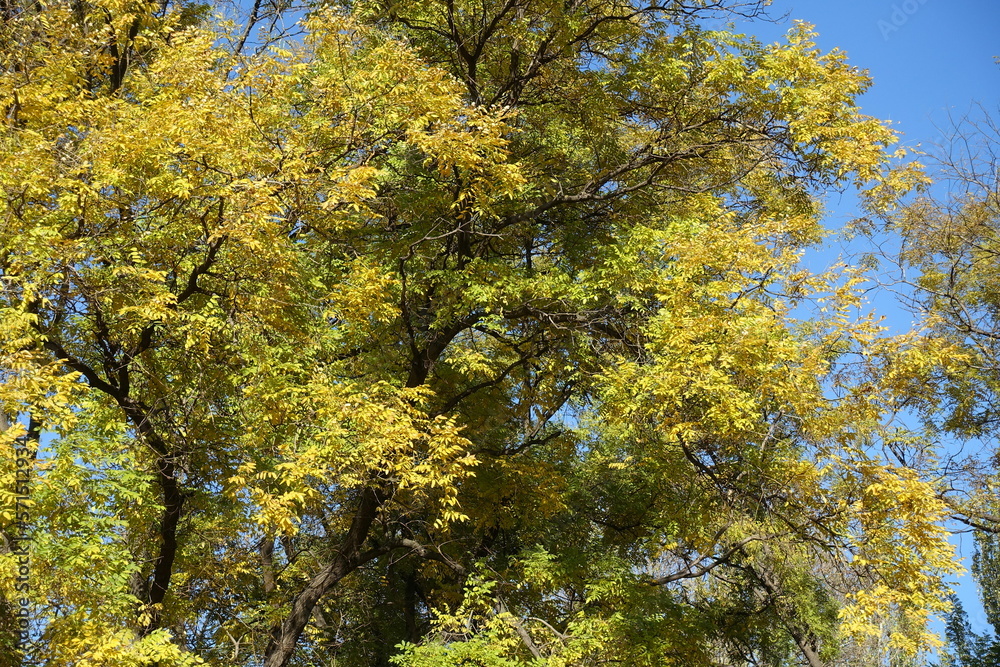 Vibrant yellow autumnal foliage of Sophora japonica against blue sky in November