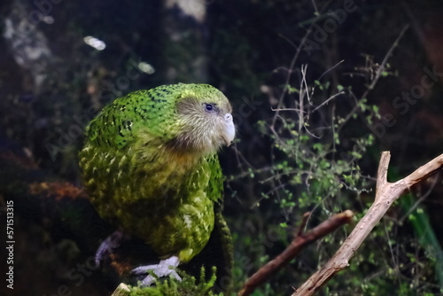 A close-up shot of Sirocco the Kakapo Fototapeta