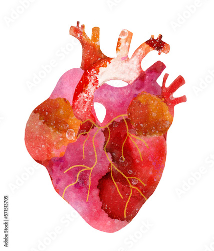 Stylized anatomic heart illustration on transparent background. Print for textile, sticker, temporary tattoo, card design, poster.