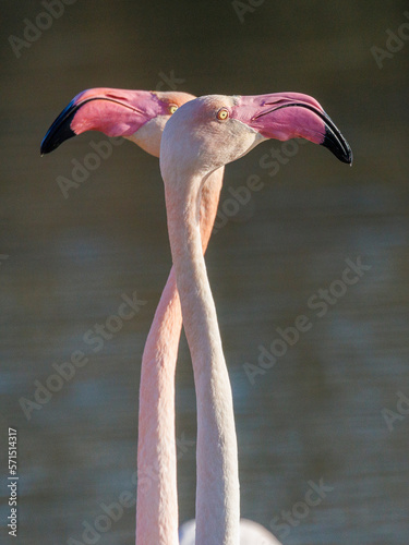 Fotografie Pink flamingos nuptial parade in Camargue, France