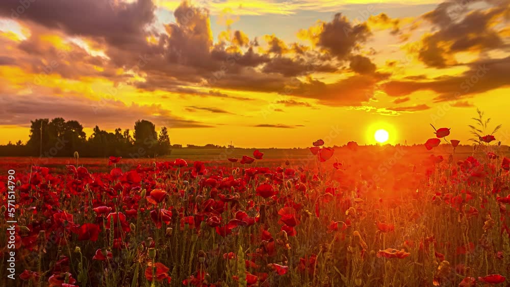 Time lapse shot of blooming red flowers on field during golden sunrise at sky