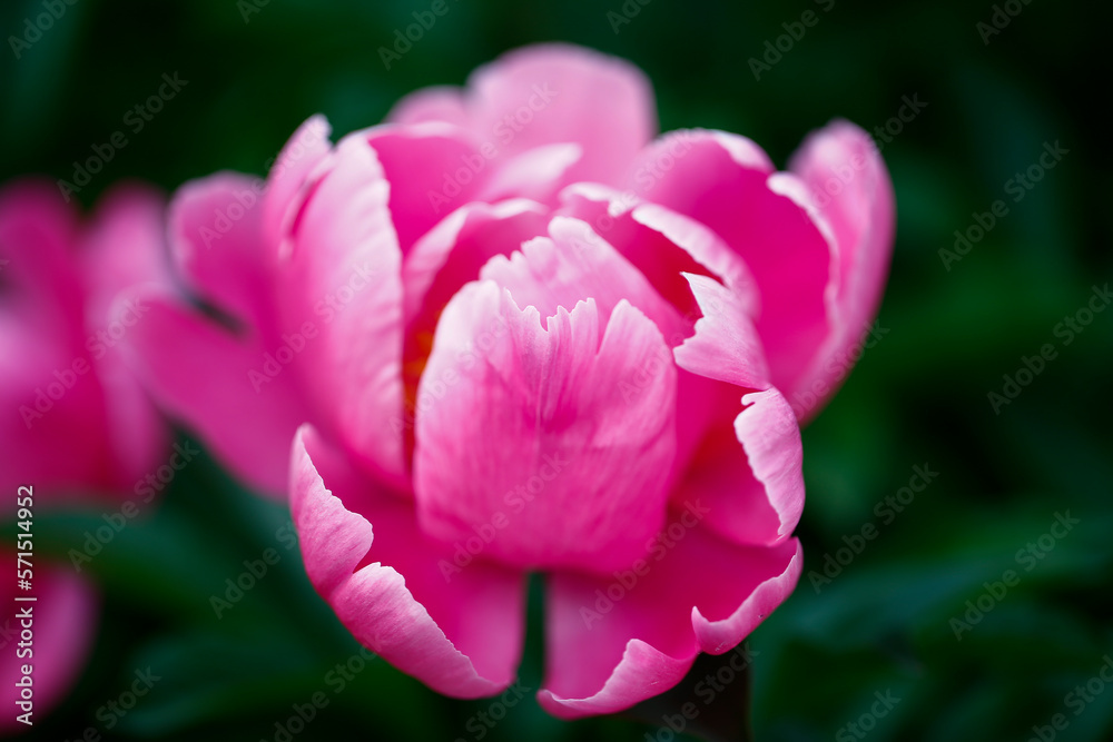 Pink blooming peony, outside shooting