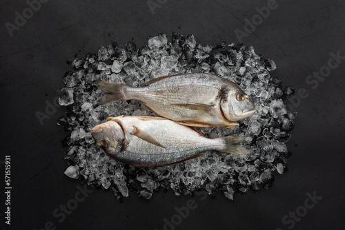 Fresh sea fish Dorado on cold ice on a black background, food freshness preservation, top view, copy space photo