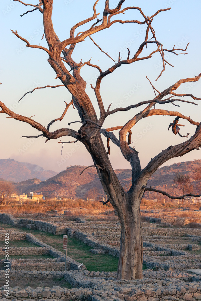 Barren tree in the remains of Sirkap during sunset, an ancient archeological site in Taxila, Pakistan, which is a UNESCO World Heritage Site. Barren tree in the remains of Sirkap during sunset, an ancient archeological site in Taxila, Pakistan, which is a UNESCO World Heritage Site.