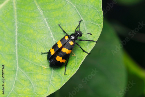 Blister beetle, Mylabris phalerata, Satara, Maharashtra © RealityImages